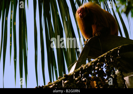 ROTER UAKARI Affen Cacajao Calvus Ucayalii WILD Stockfoto