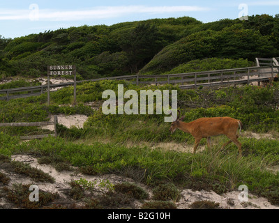 Ein junger Bock auf versunkene Wald, einem dicht bewaldeten Gebiet des Fire Island National Seashore in New York Stockfoto