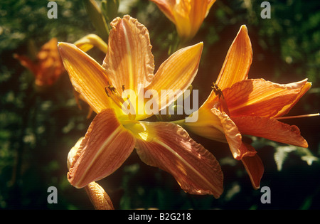 Feuer-Lilie / Lilium Bulbiferum Stockfoto