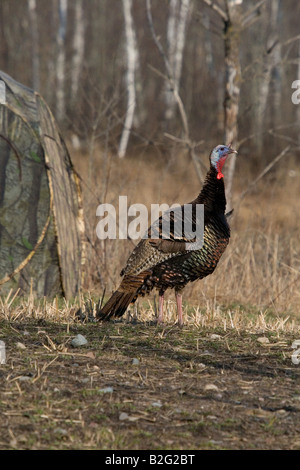 Jake Osttürkei Wild im Frühjahr Stockfoto