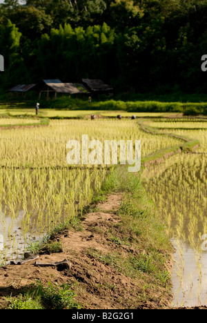 Neu gepflanzt Reisfelder in der Nähe von Pai in Nordthailand Stockfoto