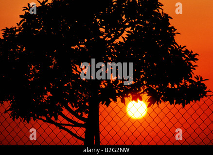 Abstrakte Silhouette Blick auf Zaun & Baum gegen Sonne und Orange Himmel einstellen Stockfoto