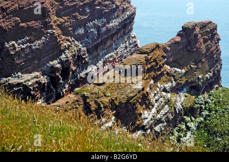 Vogelfelsen Birdrock Helgoland Schleswig Holstein Deutschland Deutschland Stockfoto