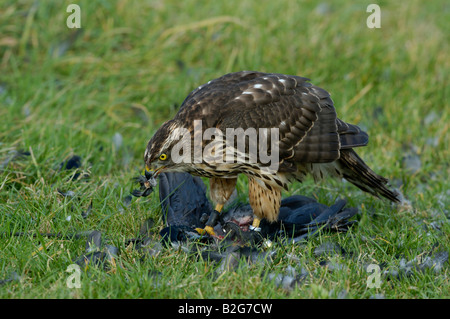 Habicht Rothabicht Accipiter Gentilis nördlichen Habicht Baden Württemberg Deutschland Deutschland Stockfoto