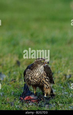 Habicht Rothabicht Accipiter Gentilis nördlichen Habicht Baden Württemberg Deutschland Deutschland Stockfoto