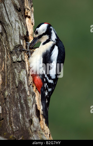 Dendrocopos großen Buntspecht männlichen Baden-Württemberg Deutschland Stockfoto