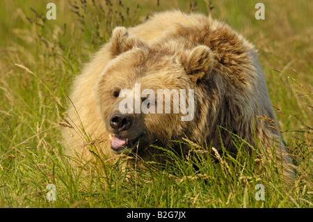 Europäische Braunbären Weibchen Ursus Arctos Europäische Braunbären weiblich Stockfoto