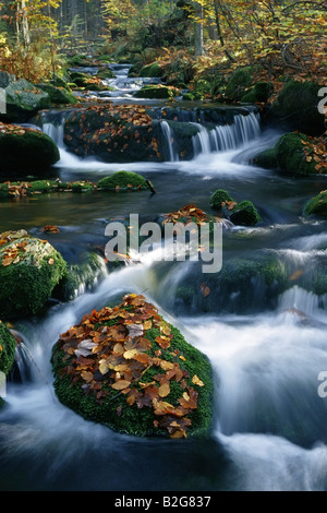 Kleine Ohe Mountain Torrent Np Bayerischer Wald national park Bayern Deutschland Stockfoto