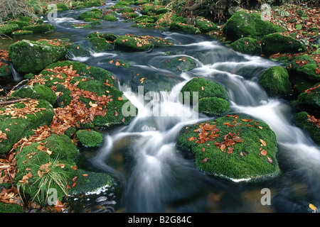 Kleine Ohe Mountain Torrent Np Bayerischer Wald national park Bayern Deutschland Stockfoto