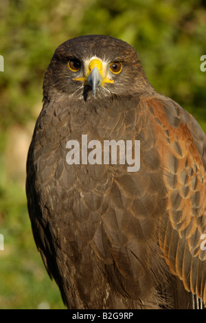 Wuestenbussard Portrait Ostalbkreis Baden Württemberg Deutschland Stockfoto