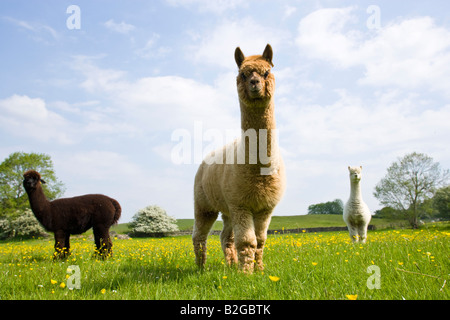 Herde oder eine Gruppe von Alpaka Stockfoto