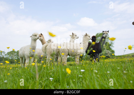 Herde oder eine Gruppe von Alpaka Stockfoto