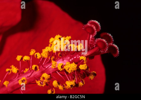 Hibiskus Blume closeup Stockfoto