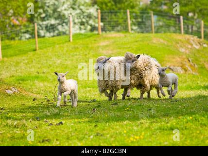 Wensleydale Schafe laufen für Lebensmittel Stockfoto