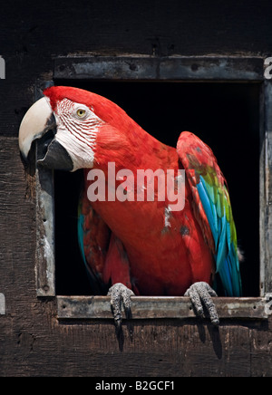 Grün-Winged Ara / rot und grün Aras (Ara Chloropterus) Stockfoto