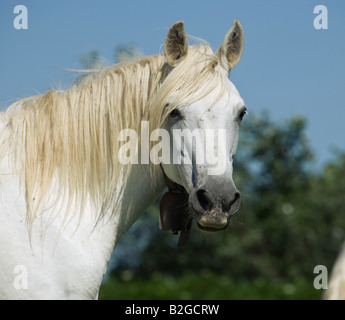 Pferd Camargue Provence Wild Frankreich Französisch kostenlos Stockfoto