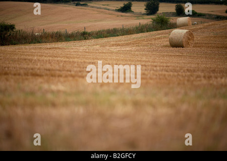 straw bales in a field in county down northern ireland Stockfoto