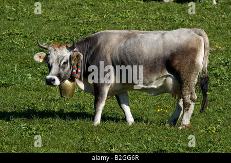 Vieh Bos Taurus Hausrind Rinde Allgäu Bayern GermanyHausrind Bos Taurus Allgäuer Grauvieh Mit Kuhglocke Auf Weide All Stockfoto