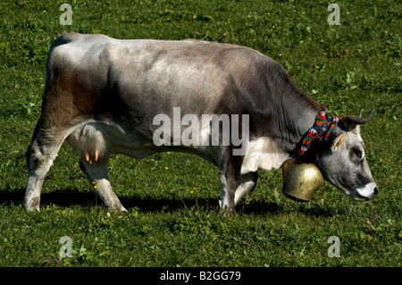Hausrind Bos Taurus Allgäuer Grauvieh Mit Kuhglocke Auf Weide Allgäu Bayern Deutschland Deutschland Stockfoto