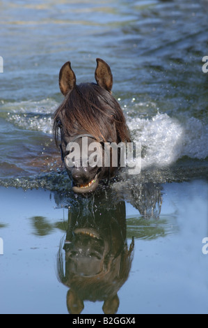 Arabisches Vollblut Pferd See schwimmen arabischen kaltblütige Baden Stockfoto