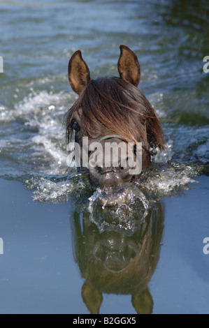 Arabisches Vollblut Pferd See schwimmen arabischen kaltblütige Baden Stockfoto