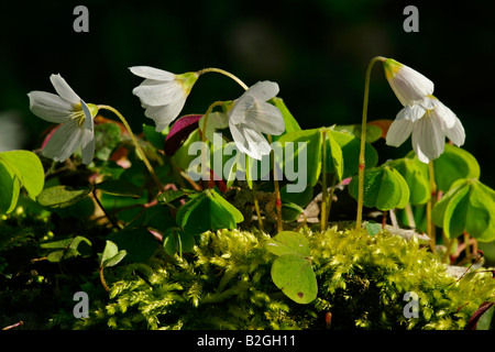 Gemeinsamen Sauerklee Oxalis Acetosella Blume Blüte Blüte Baden-Württemberg Deutschland Stockfoto