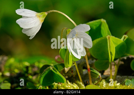 Gemeinsamen Sauerklee Oxalis Acetosella Blume Blüte Blüte Baden-Württemberg Deutschland Stockfoto