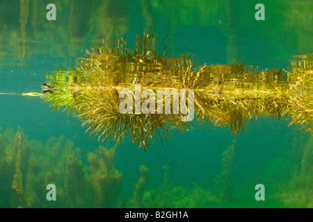 u-Boot unter Wasser See Landschaft Natur schwäbische Alp Deutschland Stockfoto