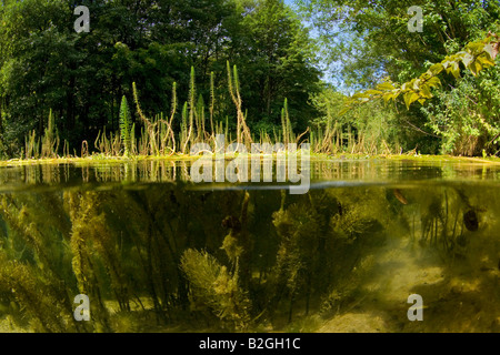 u-Boot unter Wasser See Landschaft Natur schwäbische Alp Deutschland Stockfoto