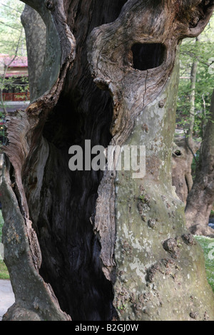 Griechenland Mazedonien Naoussa Agios Nikolaos Saint Nicolas Park gebildet durch den Arapitsa-Fluss Stockfoto