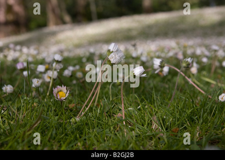 Griechenland Mazedonien Naoussa Agios Nikolaos Saint Nicolas Park gebildet durch den Arapitsa-Fluss Stockfoto