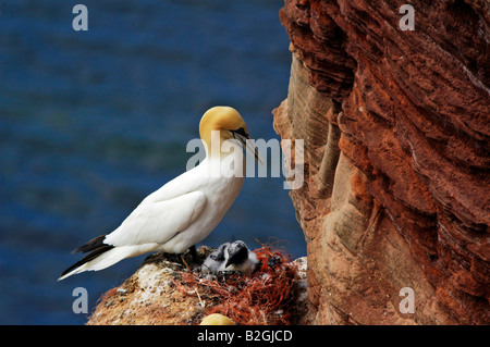 Morus Bassanus Zucht legen Sula Bassana nördlichen Basstölpel Helgoland Schleswig Holstein Deutschland Stockfoto