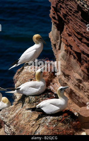 Morus Bassanus Zucht legen Sula Bassana nördlichen Basstölpel Helgoland Schleswig Holstein Deutschland Stockfoto