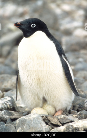 Adeliepinguin Adelie Pinguin Pygoscelis Adeliae Paulet Insel Antarktis Stockfoto