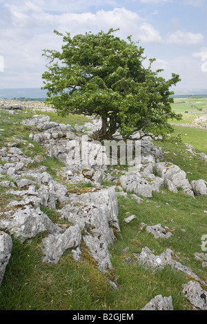 Weißdorn-Baum wächst aus Kalkstein Felsen Cumbria Stockfoto