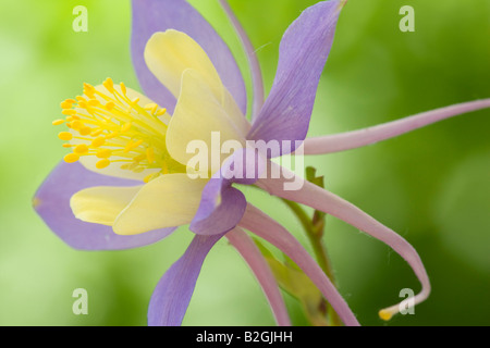 Akelei Aquilegia Vulgaris Akelei Ancolie Blume stills noch Hintergrund, die Hintergründe Muster Muster Makro Afterima Nahaufnahme Stockfoto