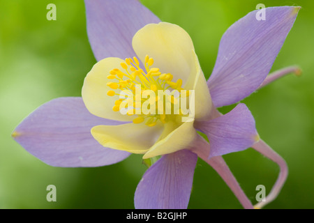 Akelei Aquilegia Vulgaris Akelei Ancolie Blume stills noch Hintergrund, die Hintergründe Muster Muster Makro Afterima Nahaufnahme Stockfoto