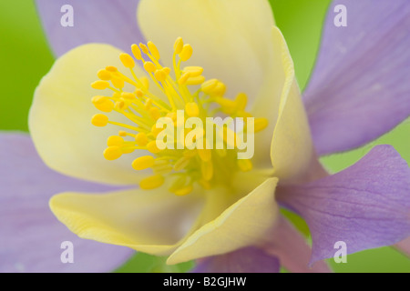 Akelei Aquilegia Vulgaris Akelei Ancolie Blume stills noch Hintergrund, die Hintergründe Muster Muster Makro Afterima Nahaufnahme Stockfoto