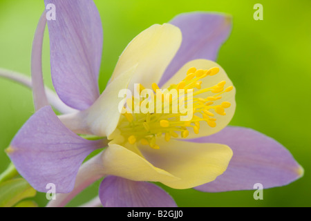 Akelei Aquilegia Vulgaris Akelei Ancolie Blume stills noch Hintergrund, die Hintergründe Muster Muster Makro Afterima Nahaufnahme Stockfoto