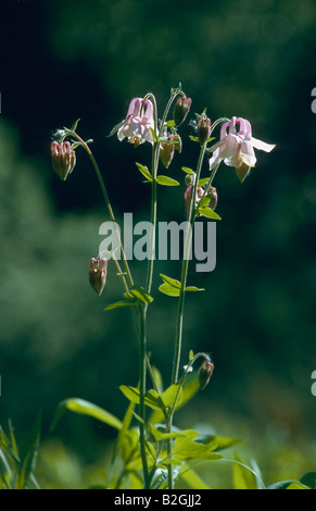 Gewoehnliche Akelei Akelei Aquilegia Vulgaris Akelei ancolie Stockfoto