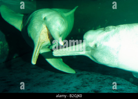 Amazonas Delphin Flussdelphin Amazonas Delfin in einem Zoo Inia geoffrensis Stockfoto