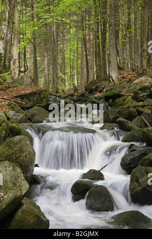 Bergbach Kleine Ohe Gebirgsbach Kleine Ohe Np Nationalpark Bayerischer Wald Deutschland Stockfoto