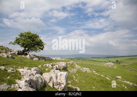 Weißdorn wächst aus einem Kalkstein-Felsen Cumbria Stockfoto