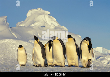 Kaiserpinguine Gruppe Familie Aptenodytes Forsteri Antarktis-Antarktis-Dawson-Lambton-Gletscher Stockfoto