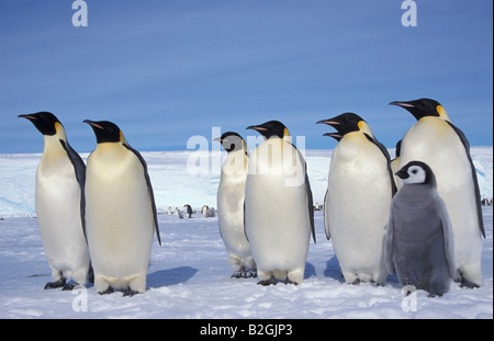 Kaiser-Pinguin Kaiserpinguin Aptenodytes Forsteri Antarktis-Antarktis-Dawson-Lambton-Gletscher Stockfoto