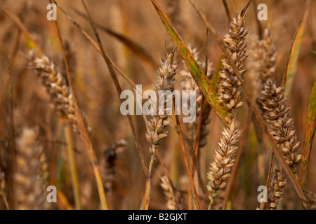 Nahaufnahme von Staats-und Weizen in einem Feld von Weizen auf einem Bauernhof in der Grafschaft, Nord-Irland Stockfoto