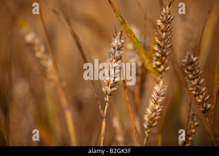 Nahaufnahme von Staats-und Weizen in einem Feld von Weizen auf einem Bauernhof in der Grafschaft, Nord-Irland Stockfoto