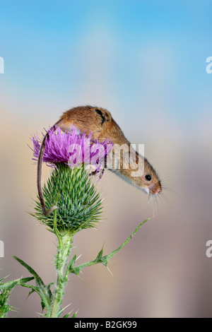 Ernte Maus Micromys Minutus Potton bedfordshire Stockfoto