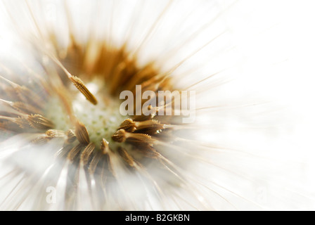 Pusteblumen Löwenzahn Taraxacum Officinale gemeinen Löwenzahn Pusteblume Kuhblume Taraxacum Officinalis Gällivare Lappland Stockfoto