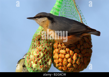 Eurasische Kleiber Sitta Europaea passerine Vogel winterlichen Fütterung Stockfoto